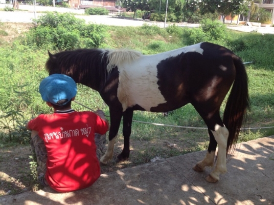 ม้าไทยด่าง. เพศผู้ ม้าไทยด่าง. เพศผู้