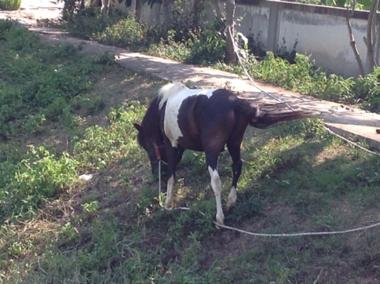 ม้าไทยด่าง. เพศผู้ ม้าไทยด่าง. เพศผู้