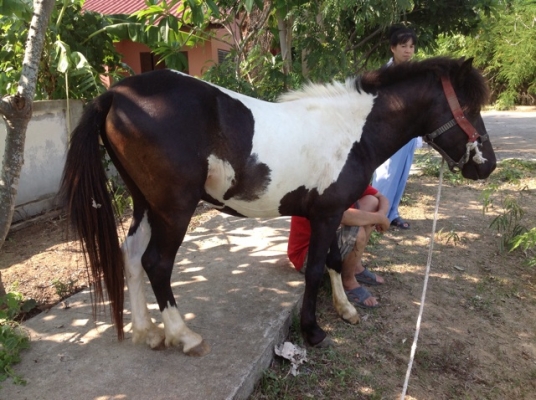 ม้าไทยด่าง. เพศผู้ ม้าไทยด่าง. เพศผู้