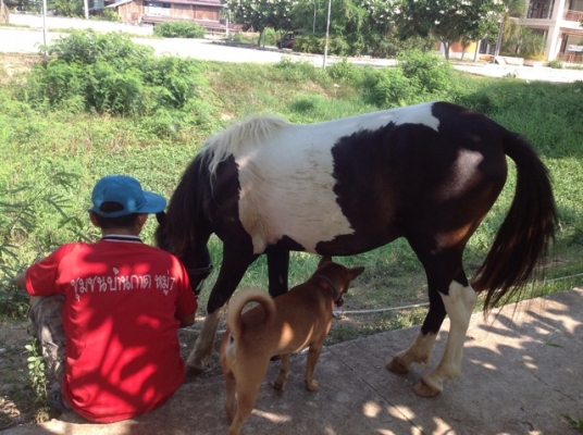 ม้าไทยด่าง. เพศผู้ ม้าไทยด่าง. เพศผู้