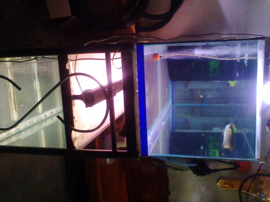 ตู้ปลา 60 นิ้ว พร้อมขา พร้อมไฟ 2 ใบแล้วก็ แถม ตู้ปลา 48 นิ้ว 1 ใบอีก พร้อมขา และพร้อมไฟ แล้วก็แถม ตู้ปลา 24 นิ้ว 2 ใบ