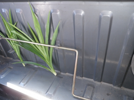 Mazda 1300 5 เกียร์ เดิมๆ แห้งๆ ภาษีเต็มพร้อมโอนครับ