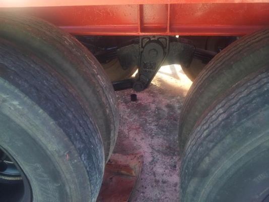 ขายหางก้างปลาพนัส 12 ตัว ราคาเริ่ม 230,000 บาท