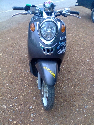 ฟีโน่51แม็กแท้