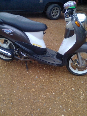 ฟีโน่51แม็กแท้