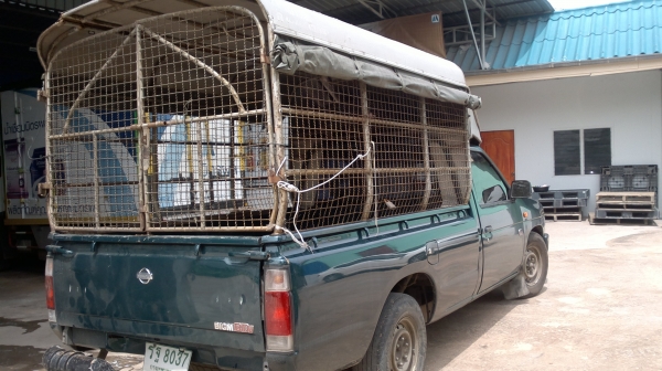 ขาย BIG M ฝาแดง เครื่องดี รถสวยพร้อมใช้ ขาย BIG M ฝาแดง เครื่องดี รถสวยพร้อมใช้