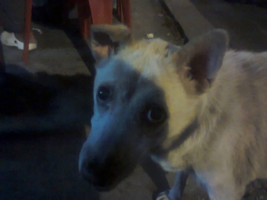 ไฟตัดหมอก  แอคคอร์ด  ใช้ได้ไฟติด