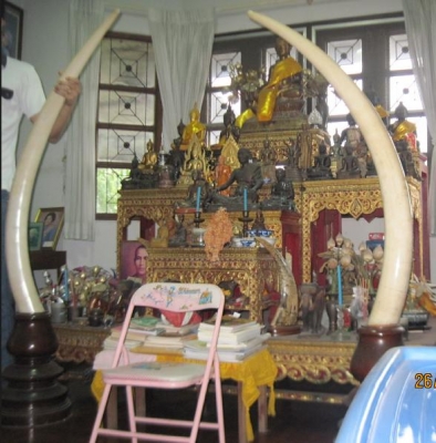 ขาย งาช้างคู่ แท้ สูง 136 ซม มีใบอานุญาติถูกต้อง หนัก 12กิโล ขาย 1850000-