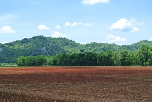 ขายไม้สะเดา 25 ไร่