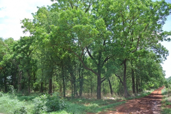 ขายไม้สะเดา 25 ไร่