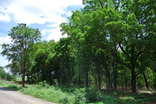 ขายไม้สะเดา 25 ไร่