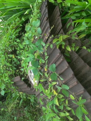 ขายซาก CAT รุ่น 1/ 200 ขายซาก CAT รุ่น 1/ 200