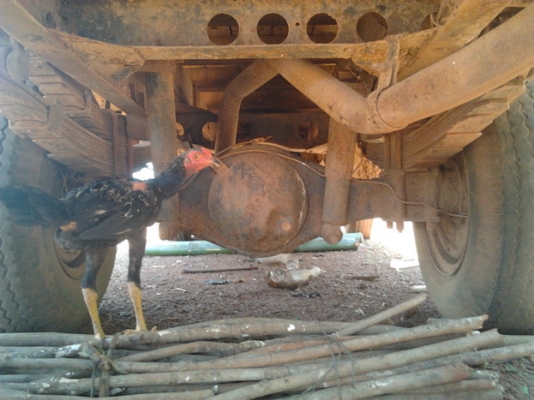 ***ขายแล้วครับขอบคุณ Truck2hand ขาย 6ล้อ 100แรง โน BOOK เข้าไร่เข้าสวน ทำเทเลอร์ ISUZU ELF 100HP เครื่องเดิม ติดง่ายวิ่งดีแรงดี ไม่หลวม เกียร์เดิม ช่วงล่างใหญ่ คานหน้า-เฟืองท้าย 115 คัสซีสวยมากเดิมๆไม่มีผุไม่บวม วางเหล็กเสริมบนแข็งแรง กระบะคาร์โก้พื้นไม้