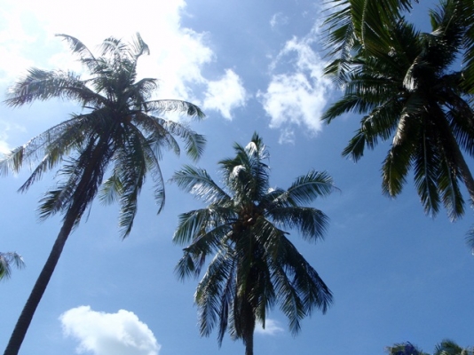 ขายด่วน! ที่ดินใกล้ทะเล ตรงข้ามเกาะทะลุ (หาดส่วนตัว โครงการหาดในฝัน)ที่นี่ไม่มีถนนกั้นระหว่างหาดกับทะเล ขายด่วน! ที่ดินใกล้ทะเล ตรงข้ามเกาะทะลุ (หาดส่วนตัว โครงการหาดในฝัน)ที่นี่ไม่มีถนนกั้นระหว่างหาดกับทะเล