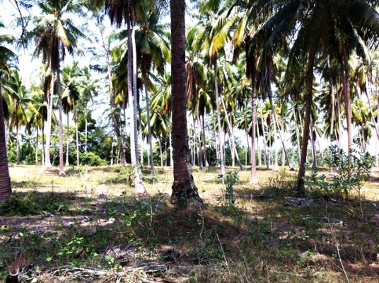 ขายด่วน! ที่ดินใกล้ทะเล ตรงข้ามเกาะทะลุ (หาดส่วนตัว โครงการหาดในฝัน)ที่นี่ไม่มีถนนกั้นระหว่างหาดกับทะเล ขายด่วน! ที่ดินใกล้ทะเล ตรงข้ามเกาะทะลุ (หาดส่วนตัว โครงการหาดในฝัน)ที่นี่ไม่มีถนนกั้นระหว่างหาดกับทะเล