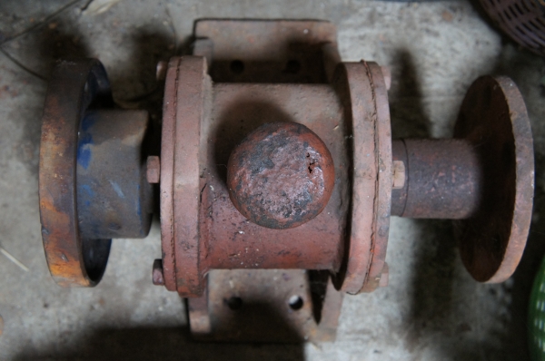 ลูกหมู หรือ ตุ๊กตา