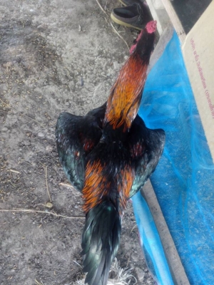 กัด ตัว กัดปาก ตีหูตีตา กอ๋ย100 สายพนัส อายุ7เดือน