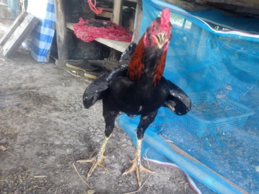 กัด ตัว กัดปาก ตีหูตีตา กอ๋ย100 สายพนัส อายุ7เดือน