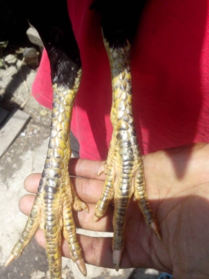 กัด ตัว กัดปาก ตีหูตีตา กอ๋ย100 สายพนัส อายุ7เดือน