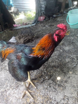 กัด ตัว กัดปาก ตีหูตีตา กอ๋ย100 สายพนัส อายุ7เดือน