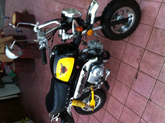 Gorila ทะเบียนแท้