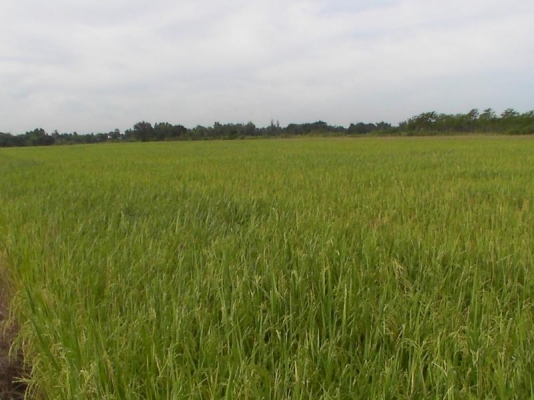 ขายที่ดิน