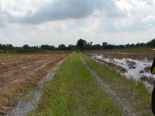 ขายที่ดิน