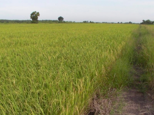 ขายที่ดิน