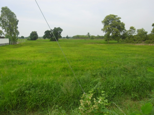 ขอนอกเรื่องนะครับ ขายที่ 2ไร่กว่า ห่างจากสตึก 1กิโลกว่า