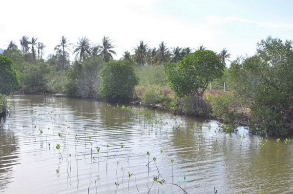 ขายที่ดิน 6-01-13 ไร่ ใกล้หาดคลองเทียน ชะอำ เพียง 400 เมตร และที่ดินติดคลอง ออกสู่ทะเล เพียง 400 เมตร ได้เลย