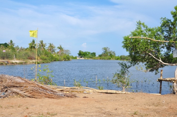 ขายที่ดิน 6-01-13 ไร่ ใกล้หาดคลองเทียน ชะอำ เพียง 400 เมตร และที่ดินติดคลอง ออกสู่ทะเล เพียง 400 เมตร ได้เลย