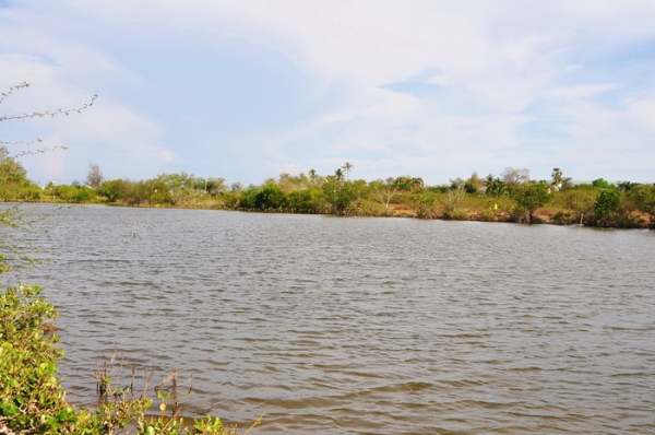 ขายที่ดิน 6-01-13 ไร่ ใกล้หาดคลองเทียน ชะอำ เพียง 400 เมตร และที่ดินติดคลอง ออกสู่ทะเล เพียง 400 เมตร ได้เลย