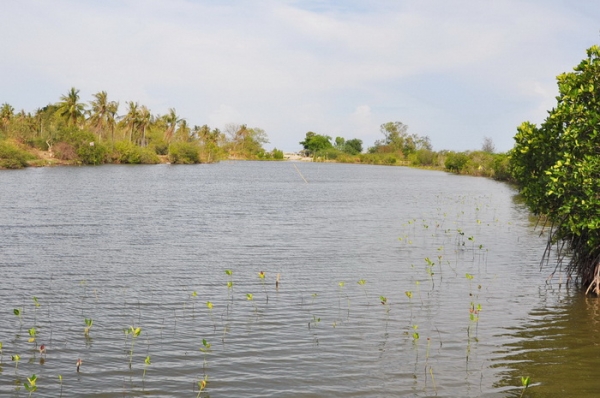 ขายที่ดิน 6-01-13 ไร่ ใกล้หาดคลองเทียน ชะอำ เพียง 400 เมตร และที่ดินติดคลอง ออกสู่ทะเล เพียง 400 เมตร ได้เลย
