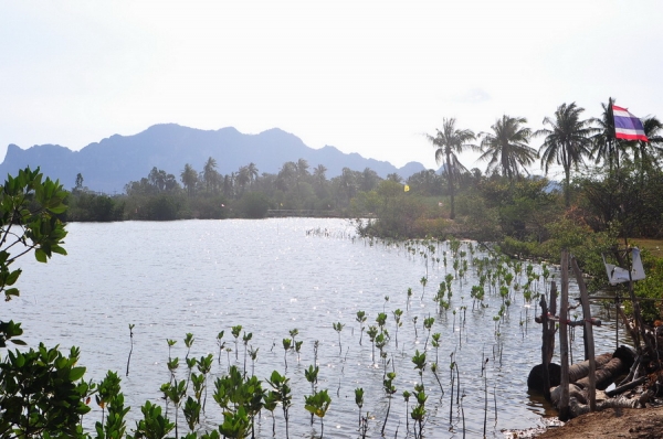 ขายที่ดิน 6-01-13 ไร่ ใกล้หาดคลองเทียน ชะอำ เพียง 400 เมตร และที่ดินติดคลอง ออกสู่ทะเล เพียง 400 เมตร ได้เลย