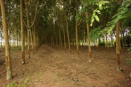 ขายบ้านและที่ดินสวนยางกรีดทำเงินได้แล้ว พร้อมเครื่องมือทำยางแผ่น