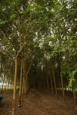 ขายบ้านและที่ดินสวนยางกรีดทำเงินได้แล้ว พร้อมเครื่องมือทำยางแผ่น