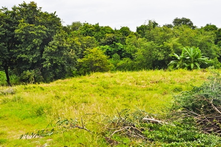 ขายที่ดินบนเนินเขาเนื้ออที่ 12-1-14 ไร่ ลาดลงสู่ชายทะเล และชายหาดส่วนตัว ใกล้ตัวเมืองศรีราชา จ.ชลบุรี ขายที่ดินบนเนินเขาเนื้ออที่ 12-1-14 ไร่ ลาดลงสู่ชายทะเล และชายหาดส่วนตัว ใกล้ตัวเมืองศรีราชา จ.ชลบุรี