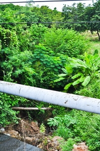 ขายที่ดินบนเนินเขาเนื้ออที่ 12-1-14 ไร่ ลาดลงสู่ชายทะเล และชายหาดส่วนตัว ใกล้ตัวเมืองศรีราชา จ.ชลบุรี ขายที่ดินบนเนินเขาเนื้ออที่ 12-1-14 ไร่ ลาดลงสู่ชายทะเล และชายหาดส่วนตัว ใกล้ตัวเมืองศรีราชา จ.ชลบุรี