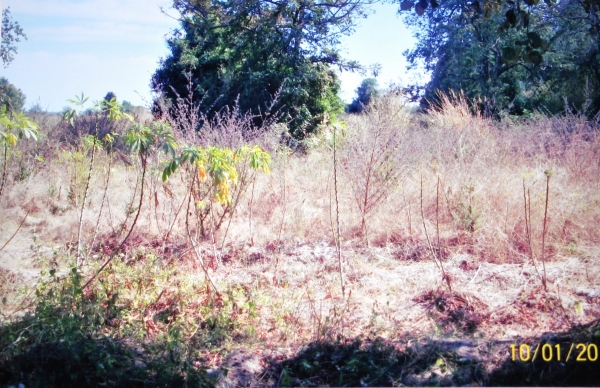 ขายถูก ที่ดินติดถนนมิตรภาพ ใกล้เมืองโคราช เนื้อที่ 15-3-79 ไร่