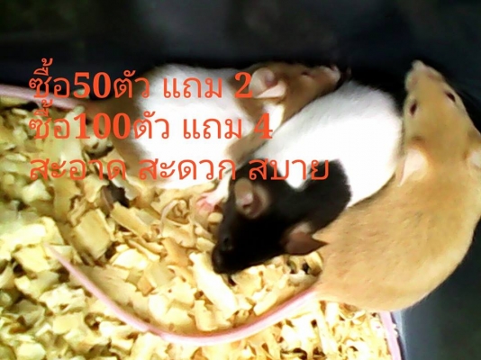 ขาย FORD, ASPIRE 1.3 XL (3Dr) ปี 97 ภายในสวย ขาย FORD, ASPIRE 1.3 XL (3Dr) ปี 97 ภายในสวย