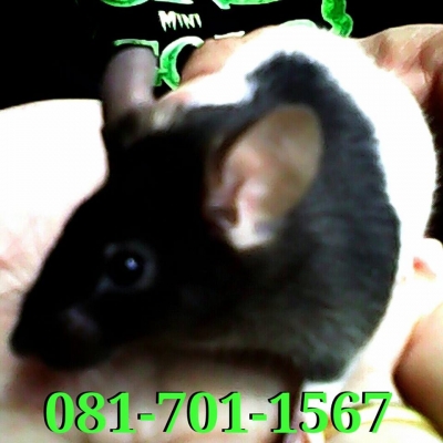 ขาย FORD, ASPIRE 1.3 XL (3Dr) ปี 97 ภายในสวย ขาย FORD, ASPIRE 1.3 XL (3Dr) ปี 97 ภายในสวย