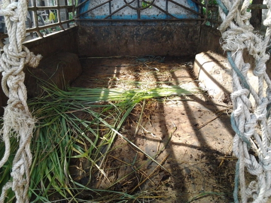 ***ขายแล้วครับขอบคุณ Truck2hand ขาย มังกรทองตอนเดียว 90HP ราคาเบาๆ ISUZU SPARK EX 2.5 ปี35/92 เครื่องเดิม4JA1 2.5 90HP แห้ง แรงดี ติดง่ายไม่มีเยิ้ม ช่วงล่างดี คัสซีได้ มีเริมผุนิดๆช่วงปลายโช๊คหลังไปท้าย กระบะผุต้องเปลี่ยน หัวบางสีเดิมภายในดีคอนโซลครบ แอร์