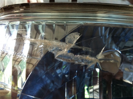 ขายโคมไฟหน้าแท้ติดรถ ยามาฮ่ามีโอMX 115 โฉมแรก มีรอยตามรูป พร้อมส่ง ราคาต่อรองได้ สามพราน นครปฐม