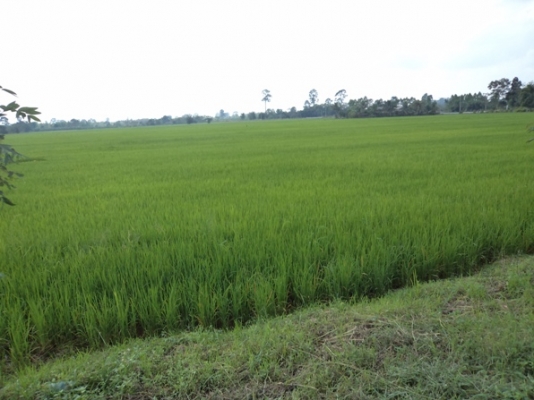 แบ่งขขายที่ดิน อ.บ้านา เขาเพิ่ม นครนายก ที่สวย ไร่ละ 400000 บาท 0812541444