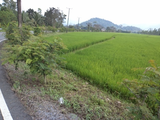 แบ่งขขายที่ดิน อ.บ้านา เขาเพิ่ม นครนายก ที่สวย ไร่ละ 400000 บาท 0812541444