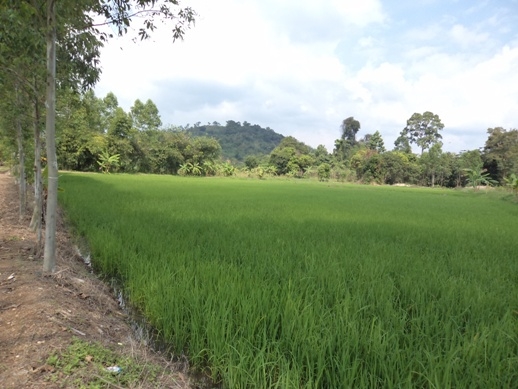 แบ่งขขายที่ดิน อ.บ้านา เขาเพิ่ม นครนายก ที่สวย ไร่ละ 400000 บาท 0812541444