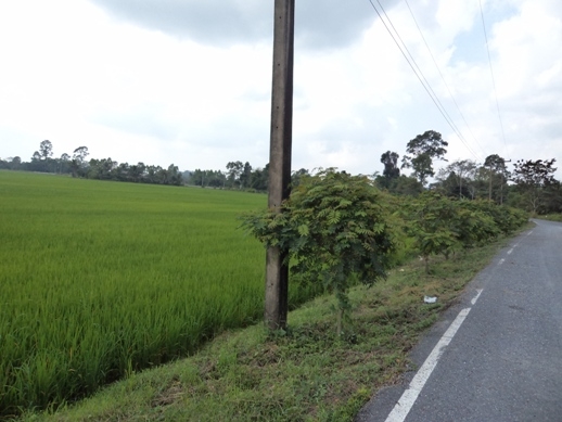 แบ่งขขายที่ดิน อ.บ้านา เขาเพิ่ม นครนายก ที่สวย ไร่ละ 400000 บาท 0812541444