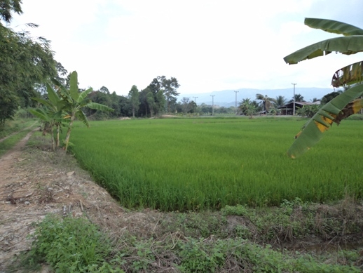 แบ่งขขายที่ดิน อ.บ้านา เขาเพิ่ม นครนายก ที่สวย ไร่ละ 400000 บาท 0812541444