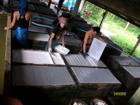 ตะกงปูน ตะกงตับ หรือตะกงชุด สำหรับทำยางแผ่น ชนิด 50 ช่อง ตะกงปูน ตะกงตับ หรือตะกงชุด สำหรับทำยางแผ่น ชนิด 50 ช่อง