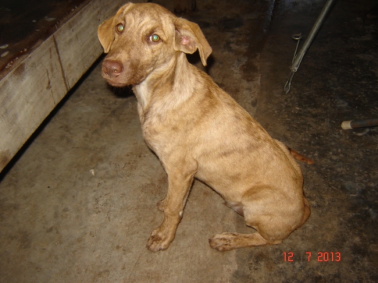 ขาย 6 ล้อ ISUZU NPR 130 ติดต่อโดยตรง โทร.081-2805754